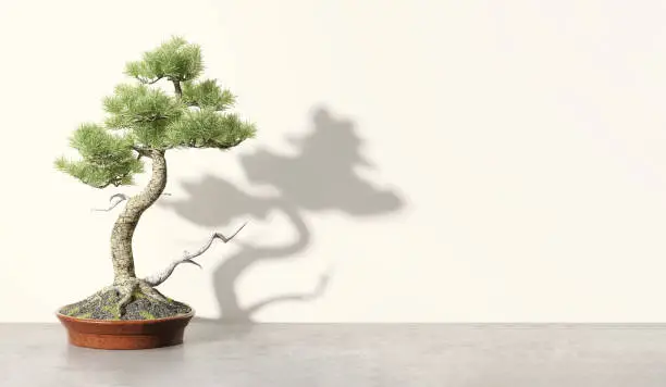 Photo of Healthy and beautiful green east Asian bonsai tree in red pot on cement concrete counter in cream colored wall room with sunlight from window