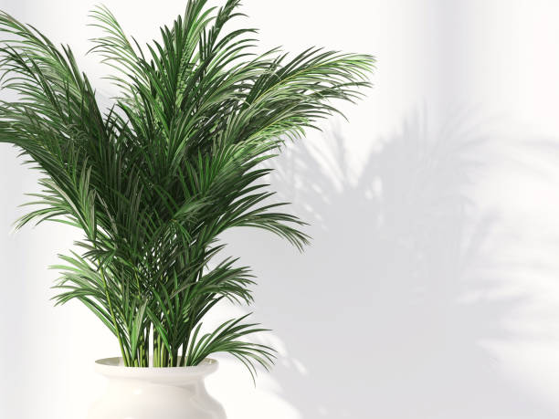 Healthy and beautiful green tropical Areca palm tree in white wall room with dappled sunlight from window Healthy and beautiful green tropical Areca palm tree in white wall room with dappled sunlight from window for luxury interior decoration design, sustainable lifestyle product background areca palm tree stock pictures, royalty-free photos & images