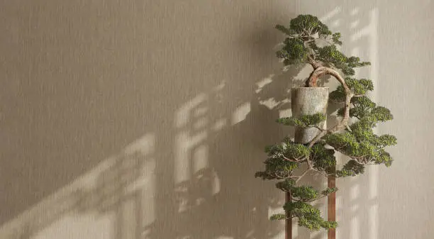 Photo of Healthy and beautiful green east Asian bonsai tree in concrete pot on wooden stool in beige brown wall room with dappled sunlight from window
