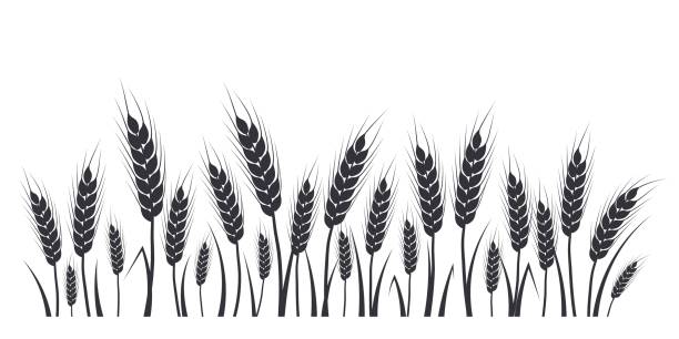 weizen-, hafer-, roggen- oder gerstenfeldsilhouette. getreidepflanzenrabatte, agrarlandschaft mit schwarzen ährchen. banner für design-bier-, brot-, mehlverpackungen - wheat cereal plant oat crop stock-grafiken, -clipart, -cartoons und -symbole