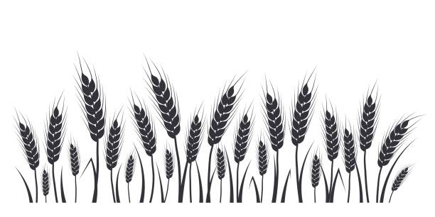ilustrações, clipart, desenhos animados e ícones de silhueta de trigo, aveia, centeio ou cevada. borda da planta de cereais, paisagem agrícola com espiguetas pretas. banner para cerveja de design, pão, embalagem de farinha - barley black stem wheat