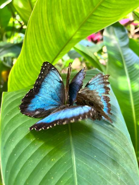 istock Blue morpho butterfly on green tropical leaf in Costa Rica 1441290916