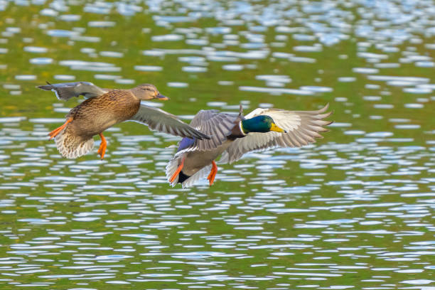 istock Mallards on Final Approach on an Autumn Day 1441292793