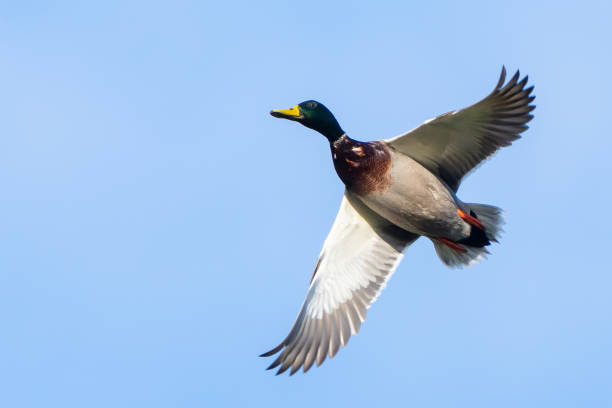 istock Mallard Duck Gains Altitude on an Autumn Day 1441292805