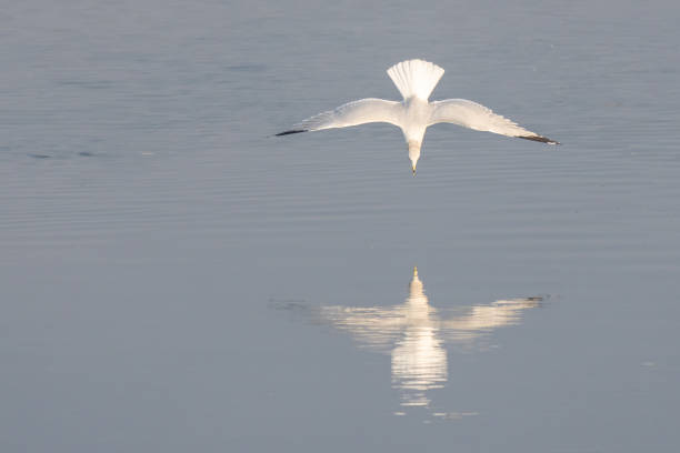 istock Ring-Billed Gull Hunting for Fish on Tidal Marshland 1441292873