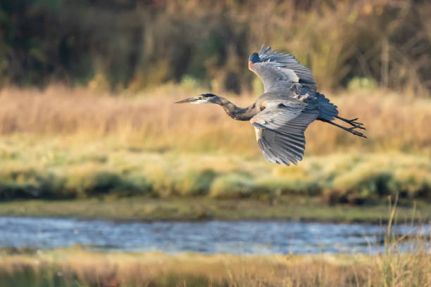 istock Great Blue Heron Displays Large Wingspan 1441292913