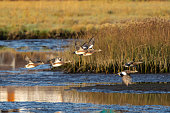 Flock of American Wigeon Fly Over a Tidal Marsh
