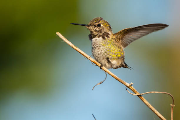 istock Beautiful Male Anna's Hummingbird Perched on a Twig 1441292936