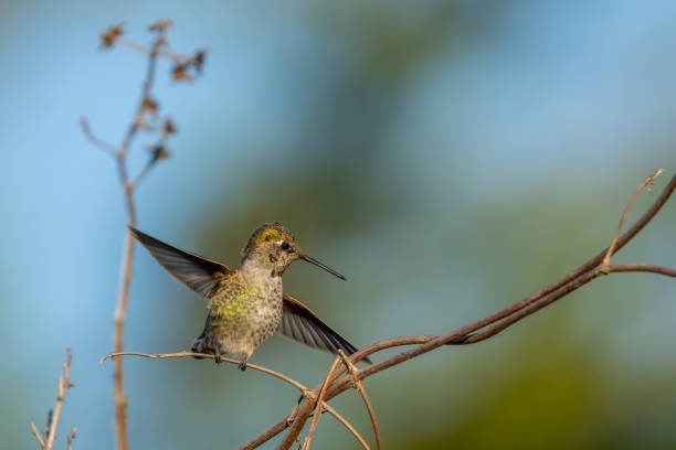 istock Beautiful Male Anna's Hummingbird Perched on a Twig 1441292948