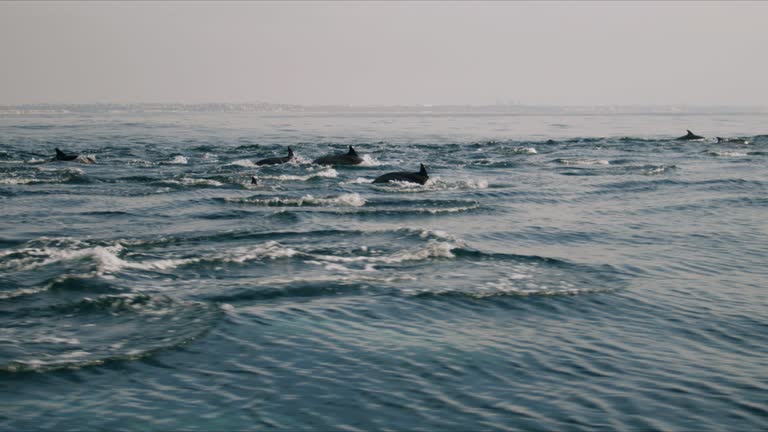 Pod Of Dolphins Jumping High Over Ocean Water 4K 48FPS SLO-MO