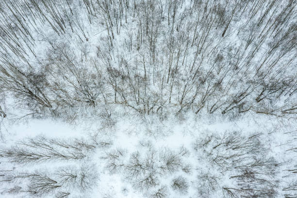 istock winter landscape with bare trees in snow-covered forest. aerial view from flying drone. 1441294024