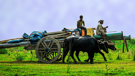 Ishwardi, Bangladesh - 10.10.2022: two big buffaloes are pulling cart with pipes, an old man and a teenager are sitting on top