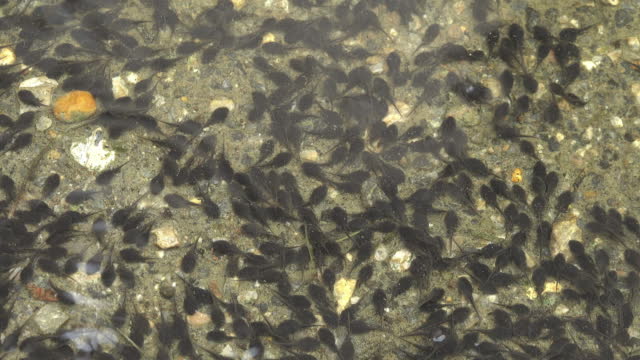 Tadpoles in a water