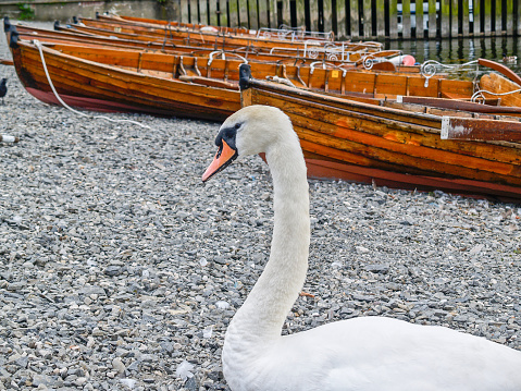 Mute swan by boats on shore of Lake Winderness Lake District National Park,