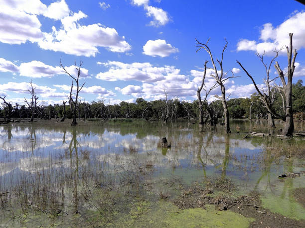 Forbes,  New South Wales, Australia A wetland in the Murray Darling Basin murray darling basin stock pictures, royalty-free photos & images
