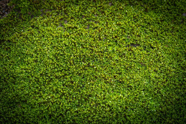 istock Grooved green moss background in nature. Close up green moss texture 1441299256