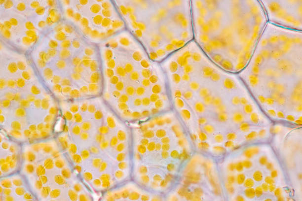 istock Chromoplast showing in plant cells under the microscope for classroom education. 1441300537