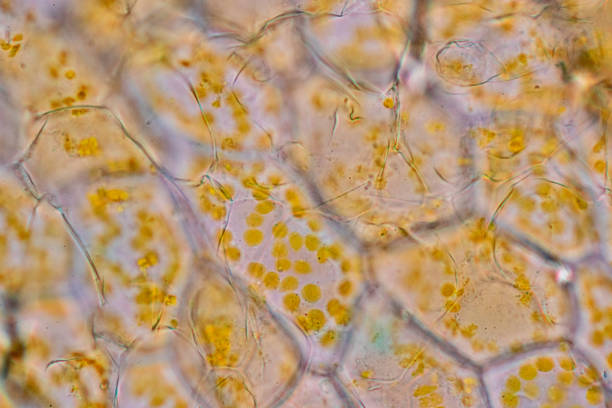 istock Chromoplast showing in plant cells under the microscope for classroom education. 1441301201