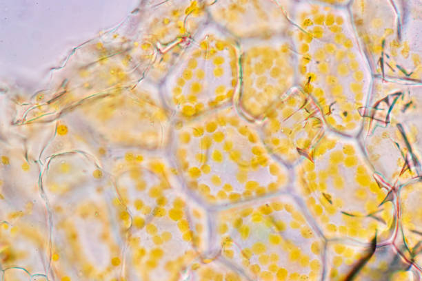istock Chromoplast showing in plant cells under the microscope for classroom education. 1441301215