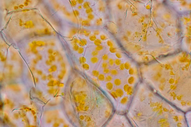 istock Chromoplast showing in plant cells under the microscope for classroom education. 1441301216