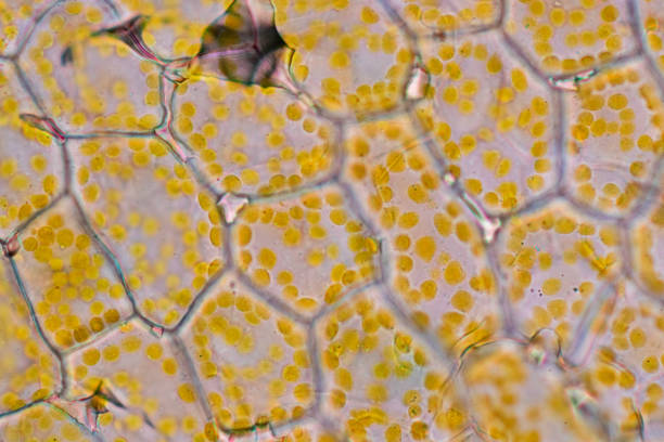 istock Chromoplast showing in plant cells under the microscope for classroom education. 1441301223