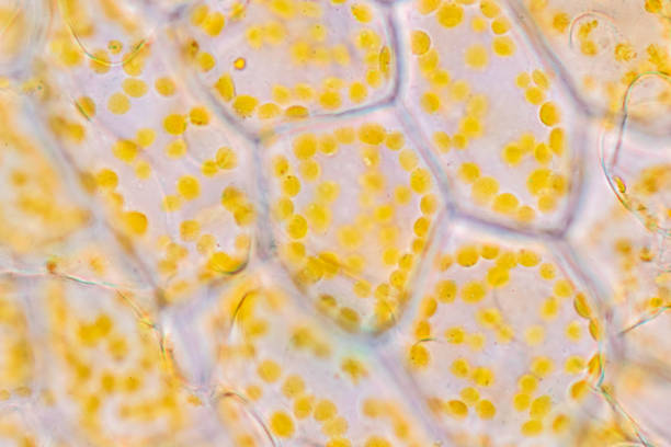 istock Chromoplast showing in plant cells under the microscope for classroom education. 1441301224