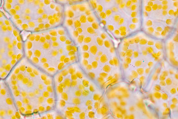 istock Chromoplast showing in plant cells under the microscope for classroom education. 1441301226