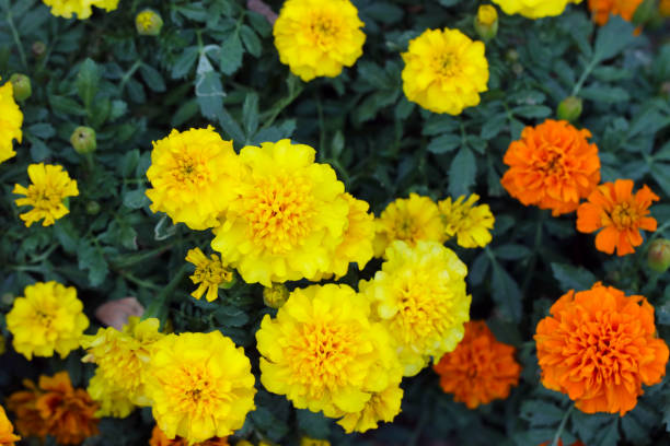 istock Orange and yellow colored African Marigold flowers. 1441301538