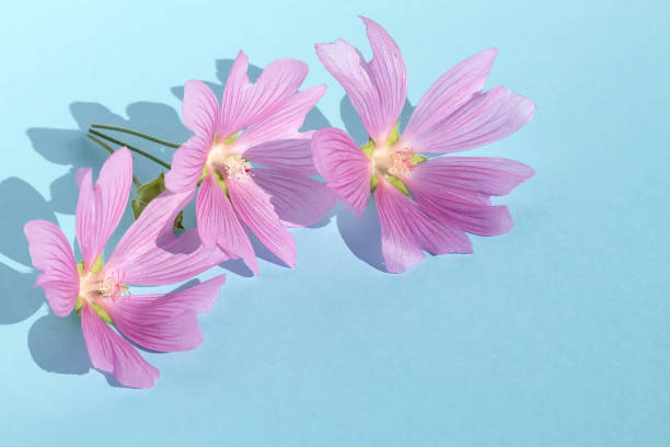 sobre un fondo azul aislado, inflorescencias rosadas de malva de jardín. elemento para diseño y decoración. - mallow fotografías e imágenes de stock