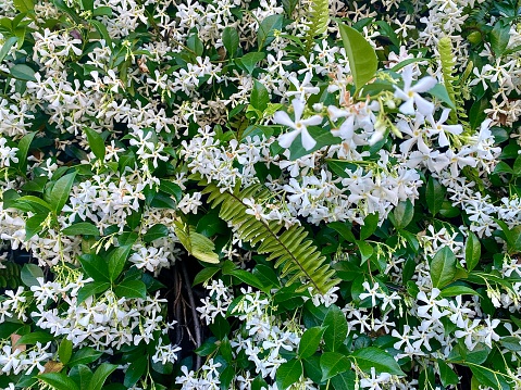 Horizontal full frame of small white fragrant star jasmine flowers in bloom on green leaf vine in spring time at Bangalow Australia