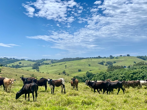 Horizontal landscape of free range cows and calves grazing lush green grass in valley hills of country pastures in Bangalow near Byron Bay NSW Australia
