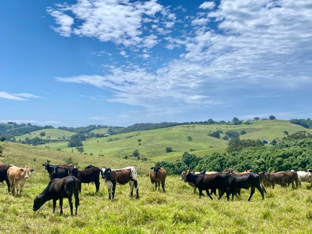Country Cows Grazing Field stock photo
