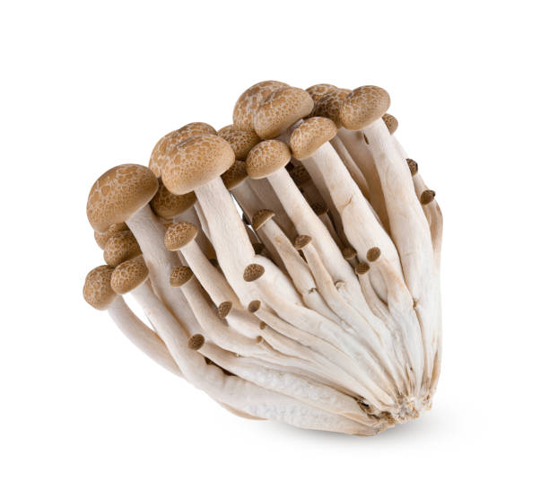 istock shimeji mushrooms brown varieties on white background. 1441302742