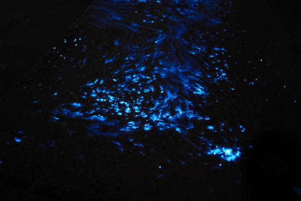 istock Beautiful blue lights emitted from sea firefly or Vargula hilgendorfii 1441304478