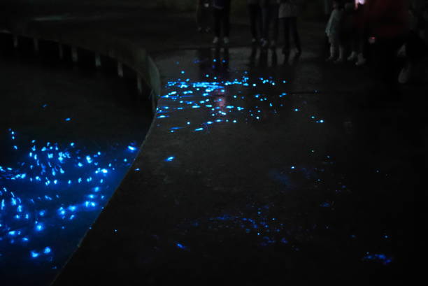 istock Beautiful blue lights emitted from sea firefly or Vargula hilgendorfii 1441304487