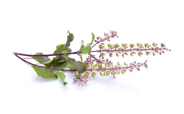 holy basil,Basil flower, stalk and leaves isolated on a white
