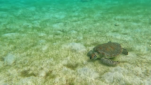 Coral Reef , St. John, United States Virgin Islands: Sea Turtle
