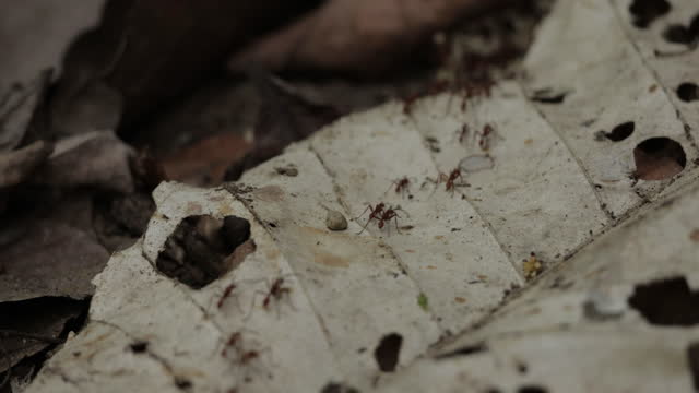 Ant Colony: Panama