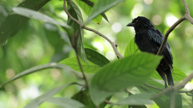 Greater Racket-Tailed Drongo, Singapore