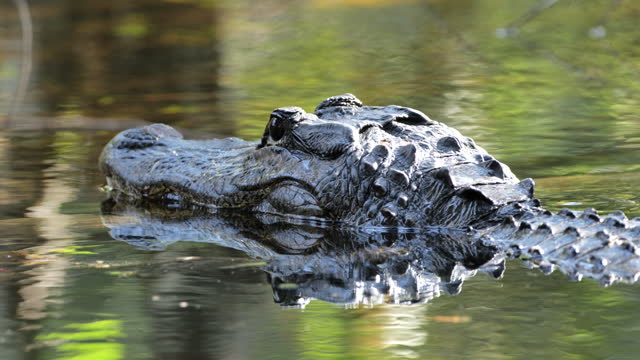 Alligator: Everglades National Park, Florida