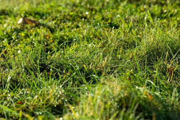 istock Dew drops on the green grass autumn 1441307948