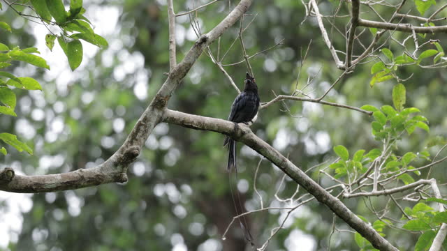 Greater Racket-Tailed Drongo, Singapore