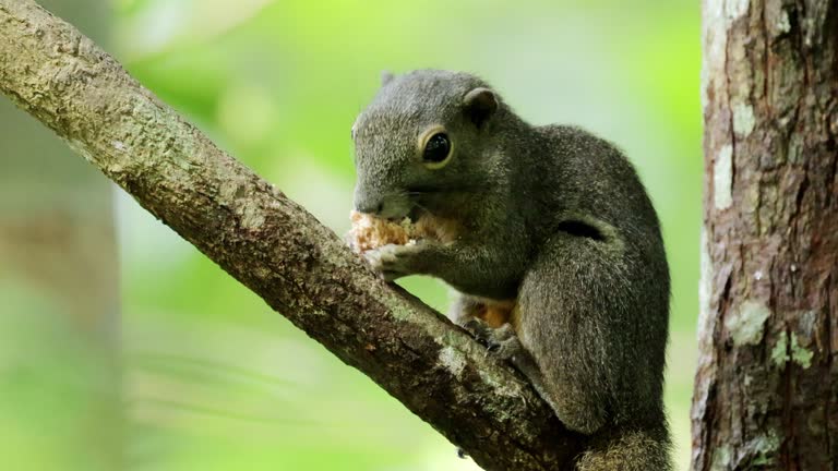 Plantain squirrel, Singapore