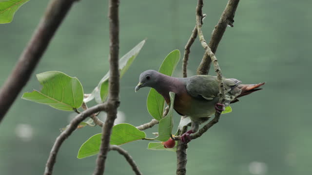 Pink-necked Green-Pigeon, Singapore