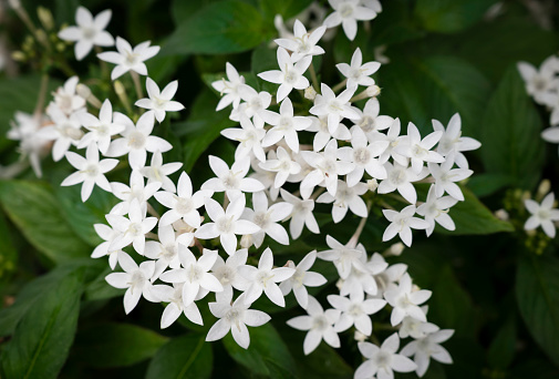 Close-up of Pentas lanceolata, Egyptian star cluster, small white flowers are blooming in the tropical garden.