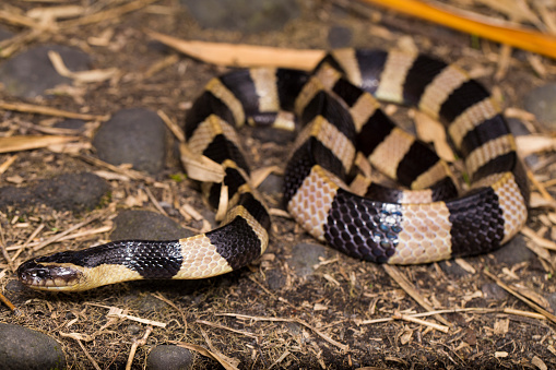 Banded krait snake, Bungarus fasciatus, highly venomous snake in the wildlife