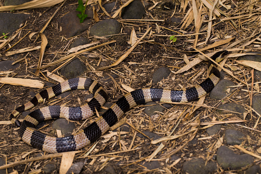 Banded krait snake, Bungarus fasciatus, highly venomous snake in the wildlife