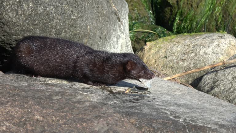 American mink Mustela vision eating fish on coast stones