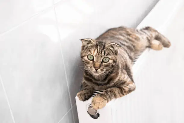 Photo of A frozen cat is heated on a radiator indoors. Funny pet top view.