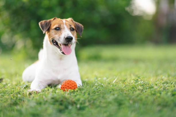 istock Jack Russell Terrier pets dog enjoy lying back yard outdoor activity 1441312918